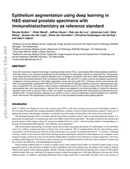 Epithelium segmentation using deep learning in H&E-stained prostate
  specimens with immunohistochemistry as reference standard