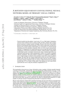 A rotation-equivariant convolutional neural network model of primary
  visual cortex