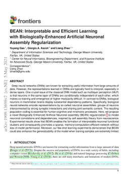 BEAN: Interpretable Representation Learning with Biologically-Enhanced
  Artificial Neuronal Assembly Regularization