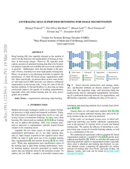 Leveraging Self-supervised Denoising for Image Segmentation