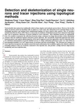 Detection and skeletonization of single neurons and tracer injections
  using topological methods