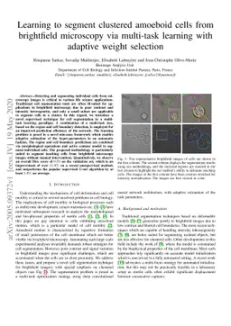 Learning to segment clustered amoeboid cells from brightfield microscopy
  via multi-task learning with adaptive weight selection
