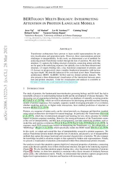 BERTology Meets Biology: Interpreting Attention in Protein Language
  Models