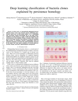 Classifying bacteria clones using attention-based deep multiple instance
  learning interpreted by persistence homology