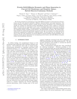 Drift-Diffusion Dynamics and Phase Separation in Curved Cell Membranes
  and Dendritic Spines: Hybrid Discrete-Continuum Methods