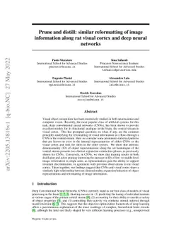 Prune and distill: similar reformatting of image information along rat
  visual cortex and deep neural networks