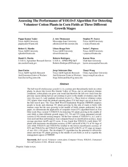 Assessing The Performance of YOLOv5 Algorithm for Detecting Volunteer
  Cotton Plants in Corn Fields at Three Different Growth Stages