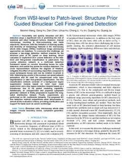 From WSI-level to Patch-level: Structure Prior Guided Binuclear Cell
  Fine-grained Detection