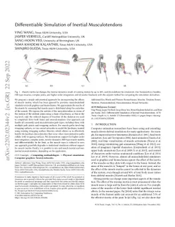 Differentiable Simulation of Inertial Musculotendons