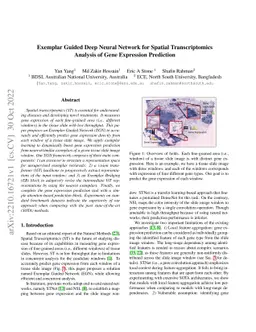 Exemplar Guided Deep Neural Network for Spatial Transcriptomics Analysis
  of Gene Expression Prediction