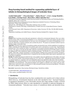 Deep learning-based method for segmenting epithelial layer of tubules in
  histopathological images of testicular tissue