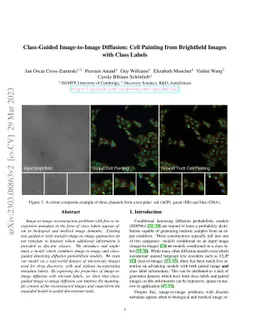 Class-Guided Image-to-Image Diffusion: Cell Painting from Brightfield
  Images with Class Labels