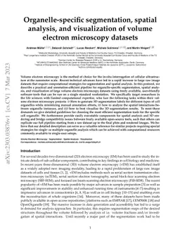 Organelle-specific segmentation, spatial analysis, and visualization of
  volume electron microscopy datasets
