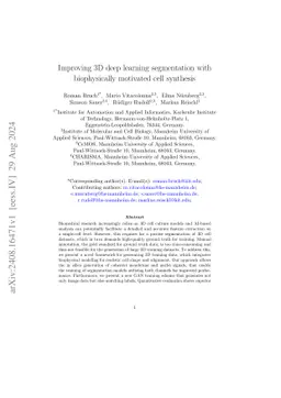 Improving 3D deep learning segmentation with biophysically motivated
  cell synthesis