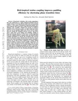 Bird-inspired tendon coupling improves paddling efficiency by shortening
  phase transition times