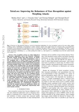 TetraLoss: Improving the Robustness of Face Recognition against Morphing Attacks