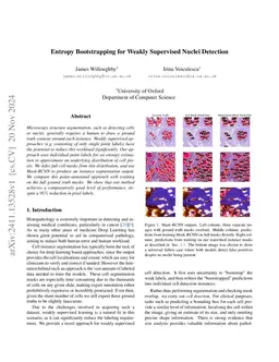 Entropy Bootstrapping for Weakly Supervised Nuclei Detection
