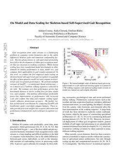 On Model and Data Scaling for Skeleton-based Self-Supervised Gait Recognition