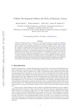 Cellular Development Follows the Path of Minimum Action