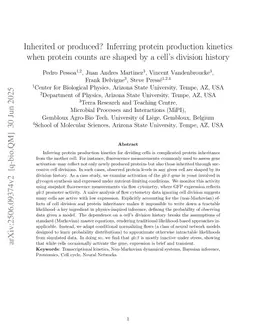 Inherited or produced? Inferring protein production kinetics when protein counts are shaped by a cell's division history
