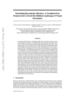 Stretching Beyond the Obvious: A Gradient-Free Framework to Unveil the Hidden Landscape of Visual Invariance