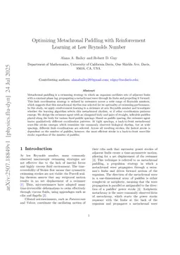 Optimizing Metachronal Paddling with Reinforcement Learning at Low Reynolds Number
