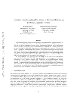 Towards Understanding the Shape of Representations in Protein Language Models