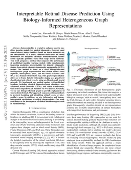 Interpretable Retinal Disease Prediction Using Biology-Informed Heterogeneous Graph Representations