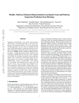 PEaRL: Pathway-Enhanced Representation Learning for Gene and Pathway Expression Prediction from Histology