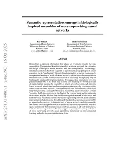 Semantic representations emerge in biologically inspired ensembles of cross-supervising neural networks