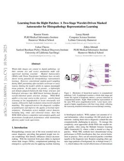 Learning from the Right Patches: A Two-Stage Wavelet-Driven Masked Autoencoder for Histopathology Representation Learning