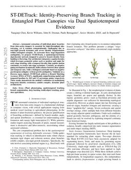ST-DETrack: Identity-Preserving Branch Tracking in Entangled Plant Canopies via Dual Spatiotemporal Evidence
