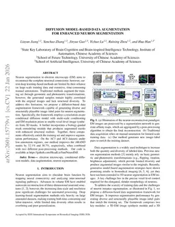 Diffusion Model-Based Data Augmentation for Enhanced Neuron Segmentation