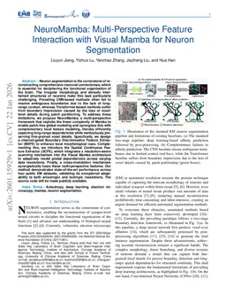 NeuroMamba: Multi-Perspective Feature Interaction with Visual Mamba for Neuron Segmentation