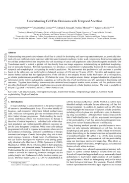 Understanding Cell Fate Decisions with Temporal Attention