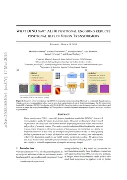 What DINO saw: ALiBi positional encoding reduces positional bias in Vision Transformers