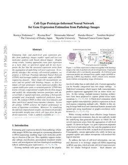 Cell-Type Prototype-Informed Neural Network for Gene Expression Estimation from Pathology Images
